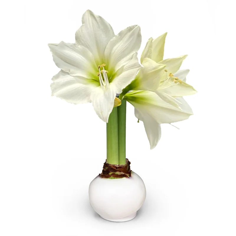 White Wax-Dipped Amaryllis Bulb with White Blooms