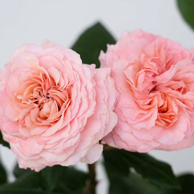 Martha Stewart™ Hybrid Tea Rose