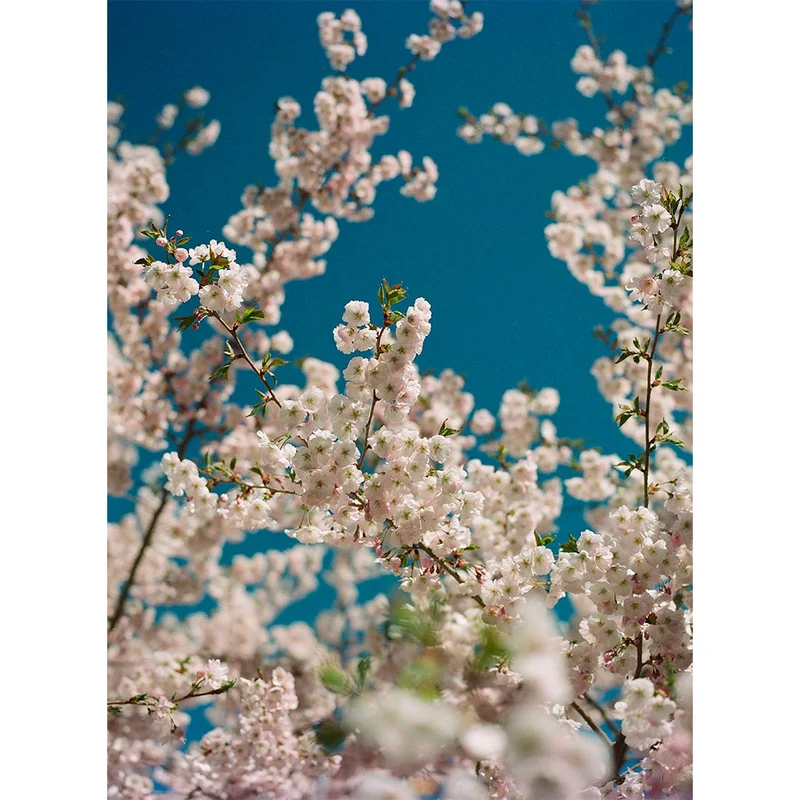 Film Couleur Ektacolor Pro 160 (Rouleau 120/Paquet de 5)