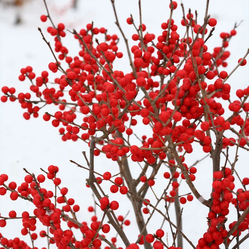 Proven Winners® Berry Poppins® Holly Shrub