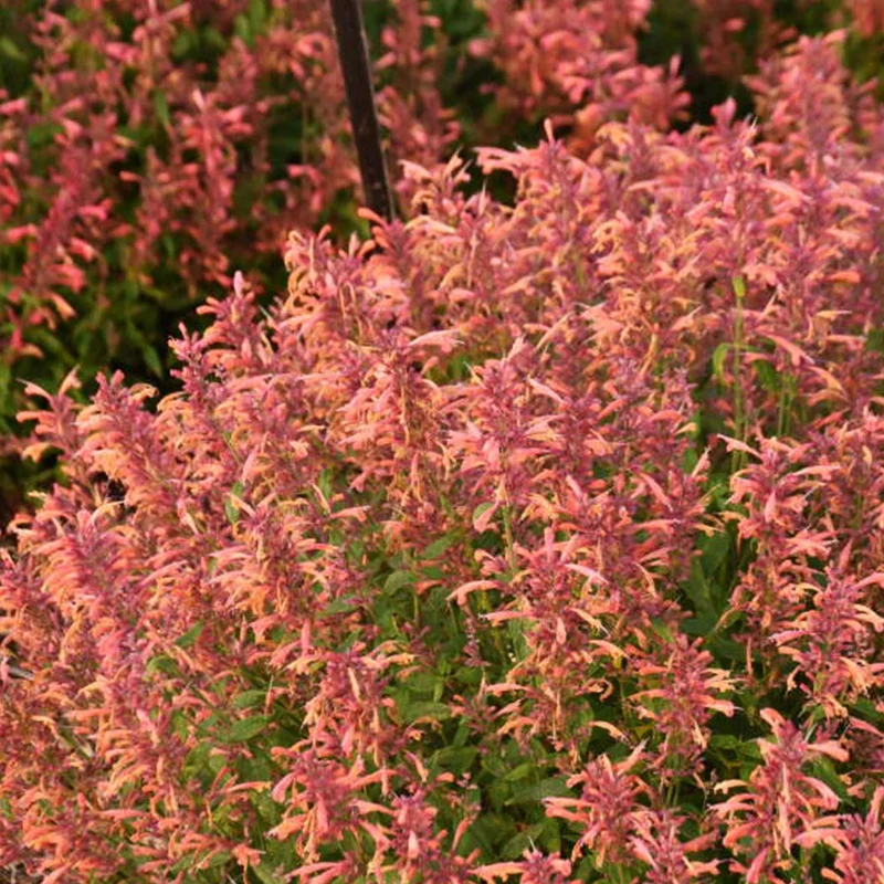 Agastache Guava Lava