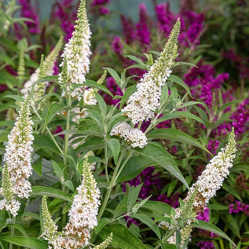 Southern Living® White Butterfly Towers™ Butterfly Bush