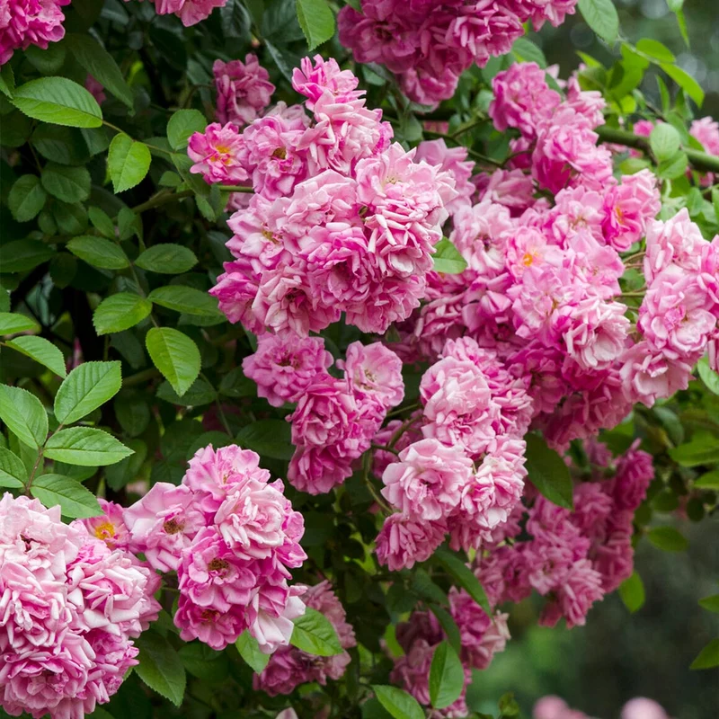 Peggy Martin Rose Shrub