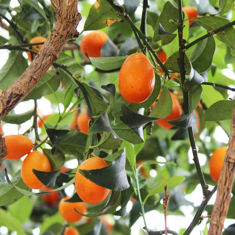 Indio Mandarinquat Tree