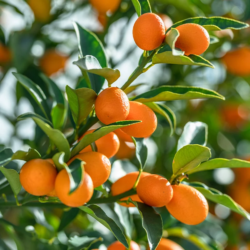 Marumi Kumquat Tree
