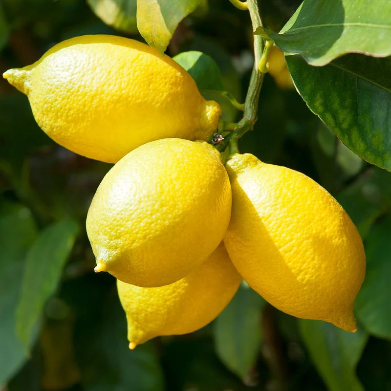 Santa Teresa Lemon Tree