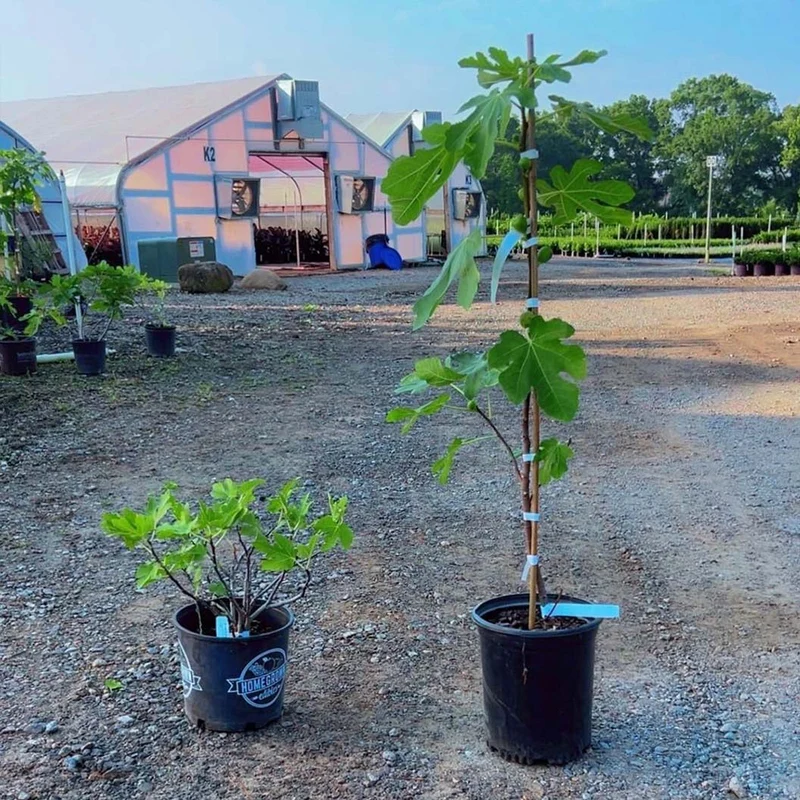 Brown Turkey Fig Tree