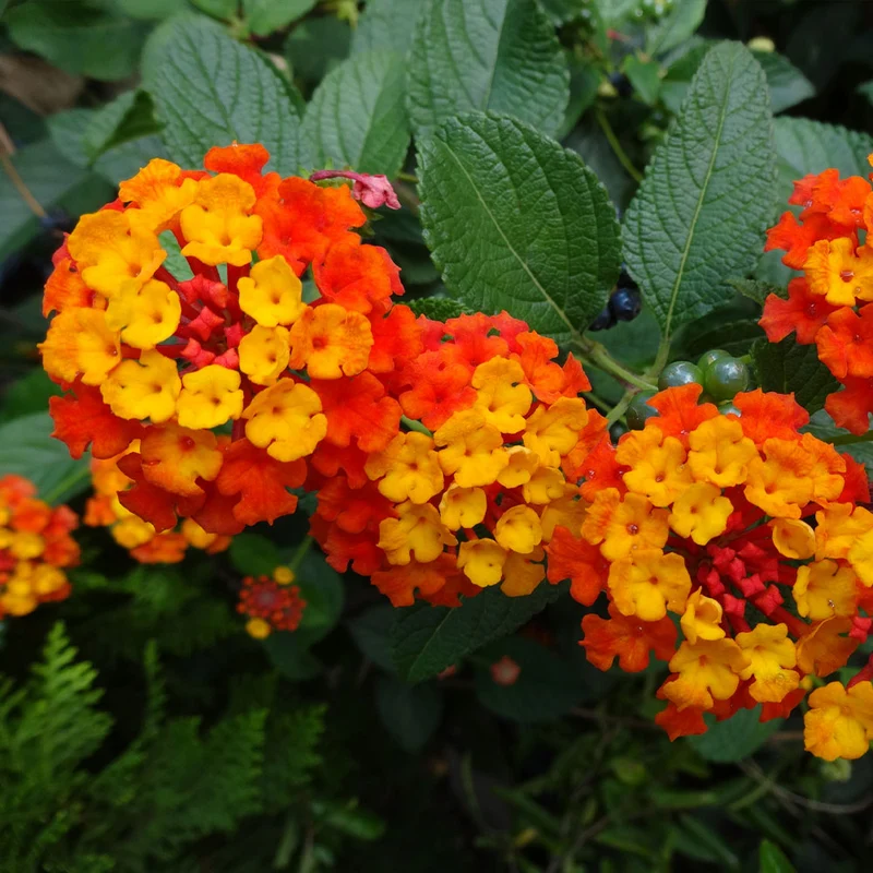Dallas Red Lantana