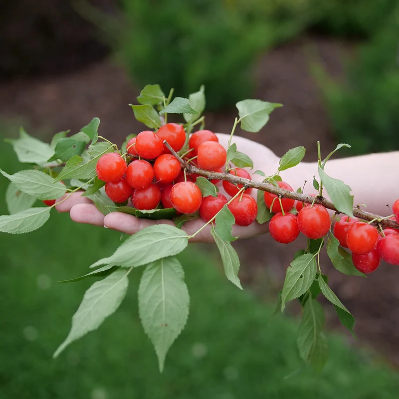 Proven Winners® Easy As Pie™ Cherry Bush