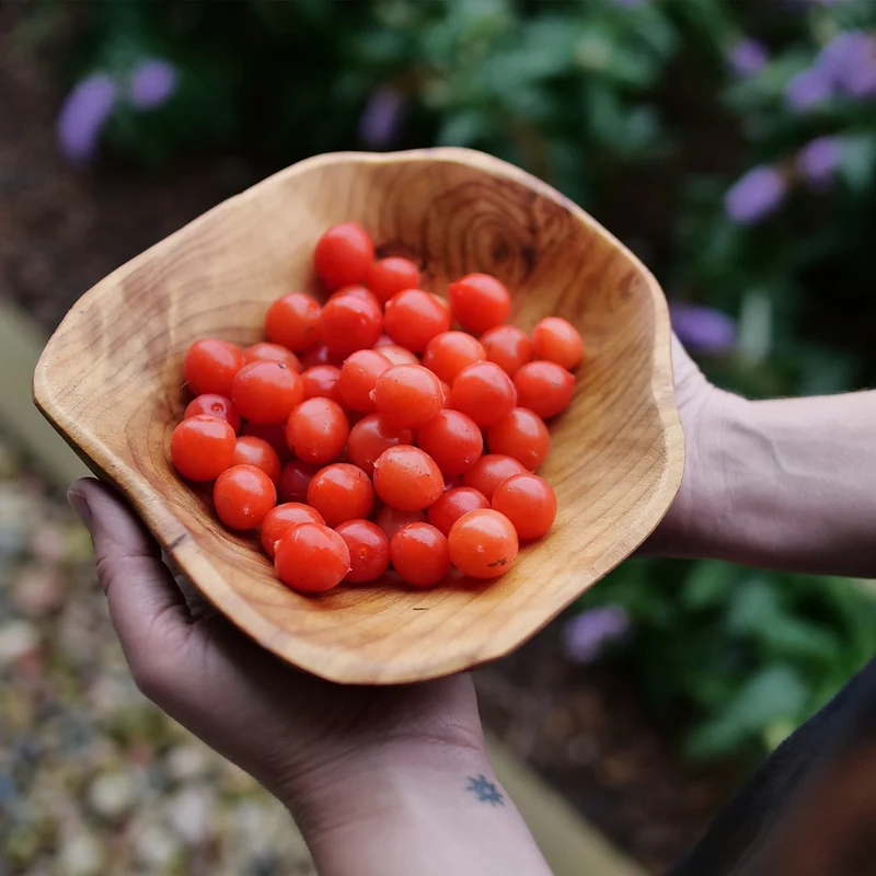 Proven Winners® Easy As Pie™ Cherry Bush