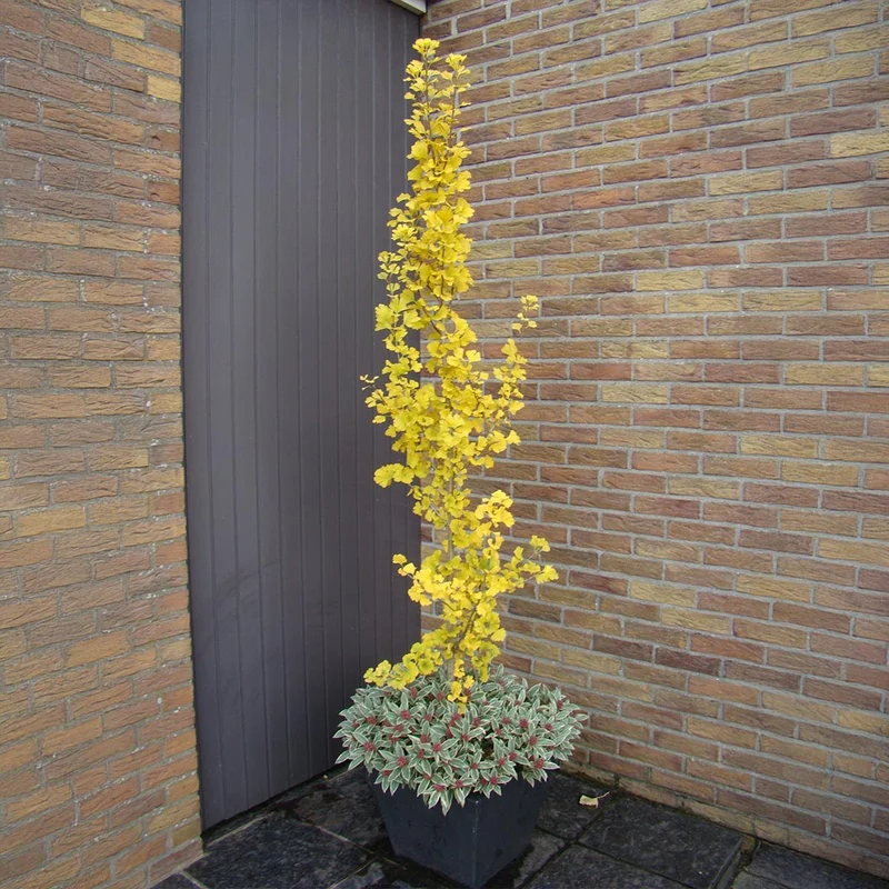 Proven Winners® Skinny Fit® Ginkgo Tree
