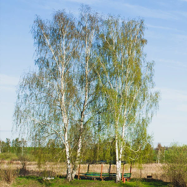 Proven Winners® Avalanche™ Birch Tree