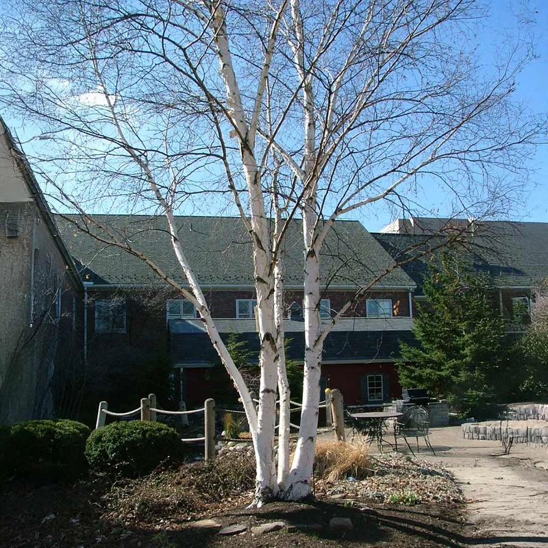 Proven Winners® Avalanche™ Birch Tree