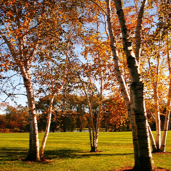 Proven Winners® Avalanche™ Birch Tree