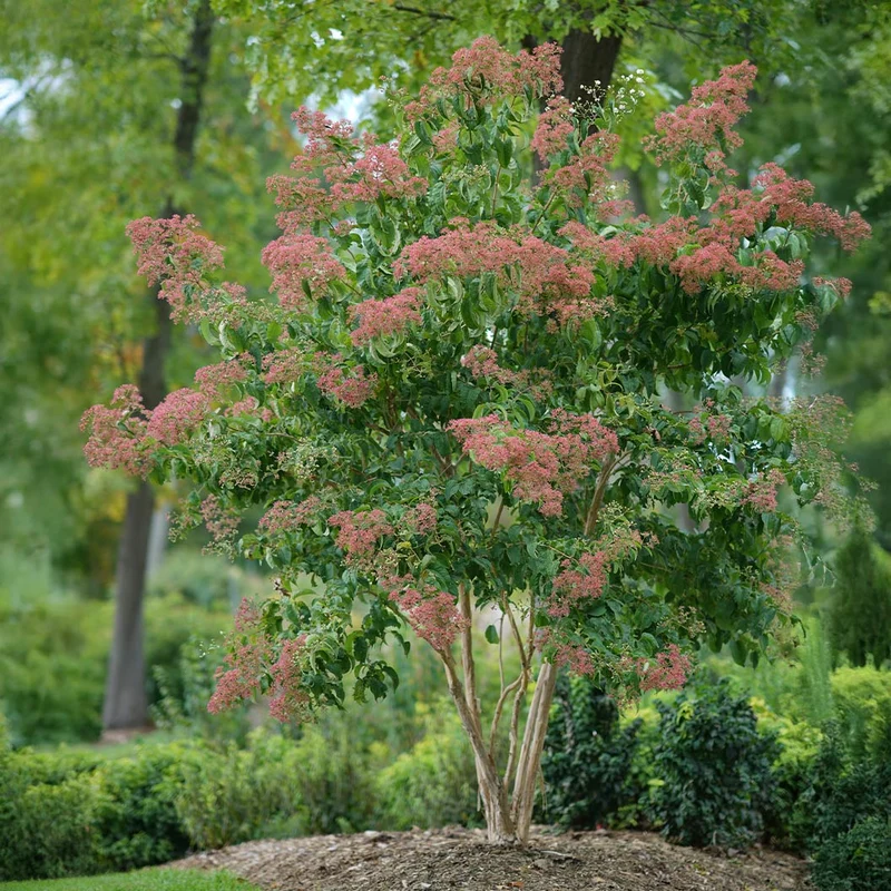 Proven Winners® Temple of Bloom® Seven-Son