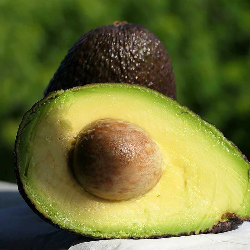 Lamb Hass Avocado Tree