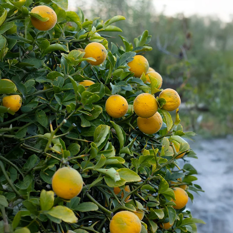 Weeping Dragon Orange Tree