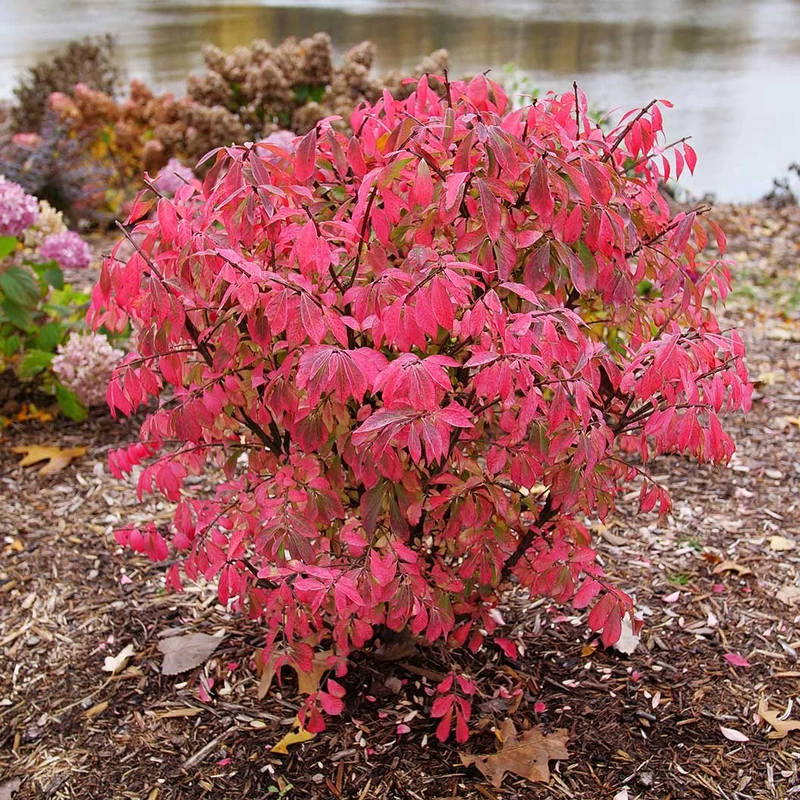 Proven Winners® Fire Ball Seedless™ Burning Bush