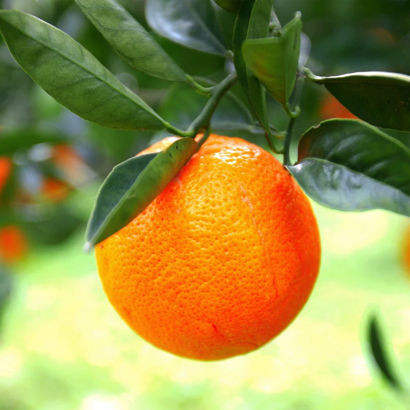 Sanguinelli Semi-Dwarf Blood Orange Tree