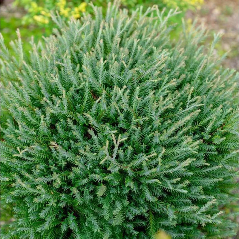 Southern Living® Pancake™ Arborvitae Shrub