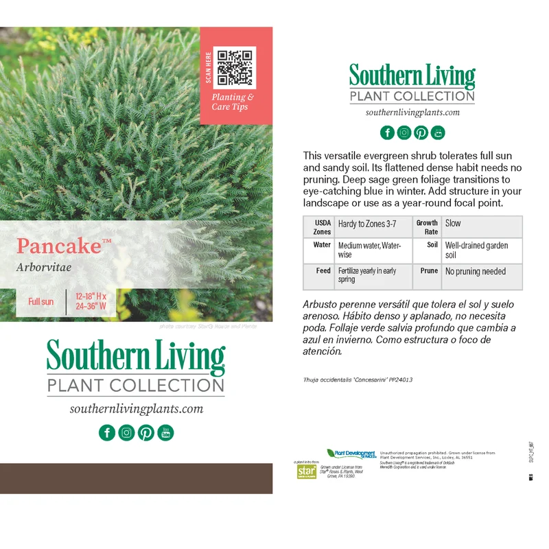 Southern Living® Pancake™ Arborvitae Shrub