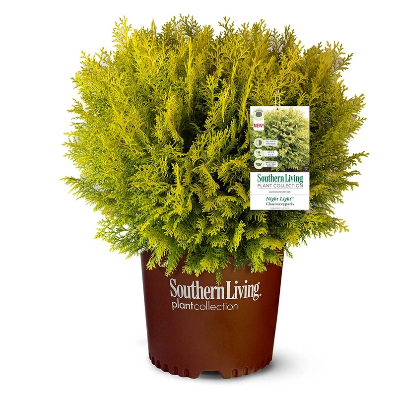 Southern Living® Night Light™ Chamaecyparis Shrub