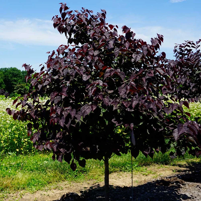 Garden Gems® Amethyst Redbud Tree