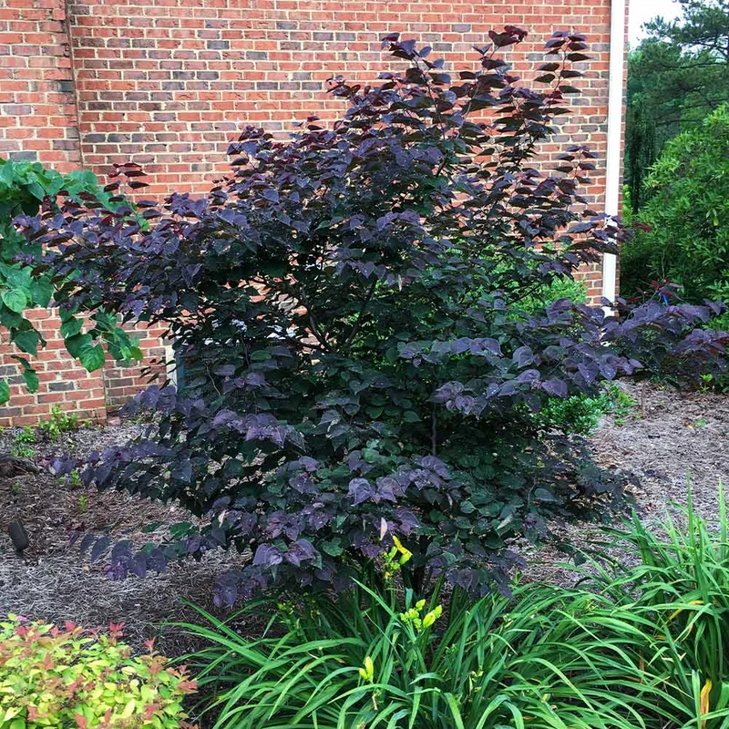 Garden Gems® Amethyst Redbud Tree