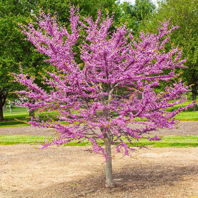 Garden Gems® Emerald Redbud Tree