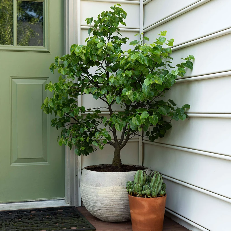 Garden Gems® Emerald Redbud Tree