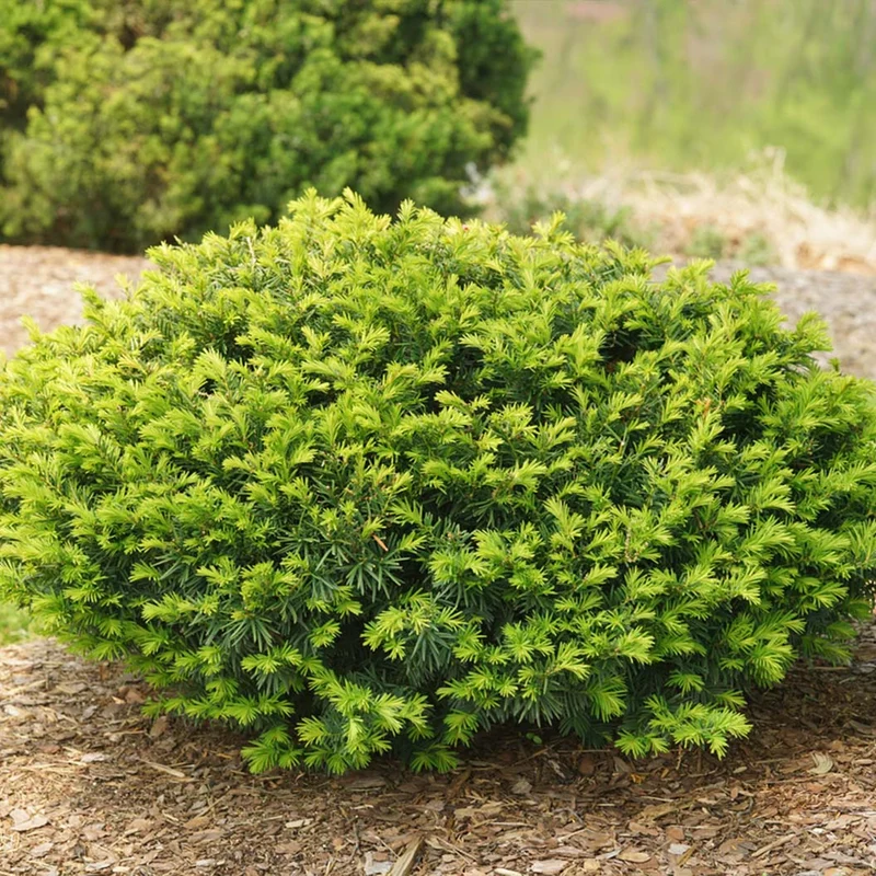 Proven Winners® Stonehenge Dark Druid® Yew