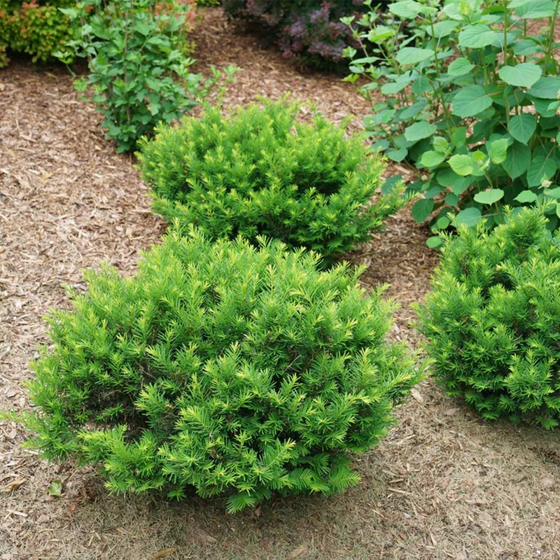 Proven Winners® Stonehenge Dark Druid® Yew
