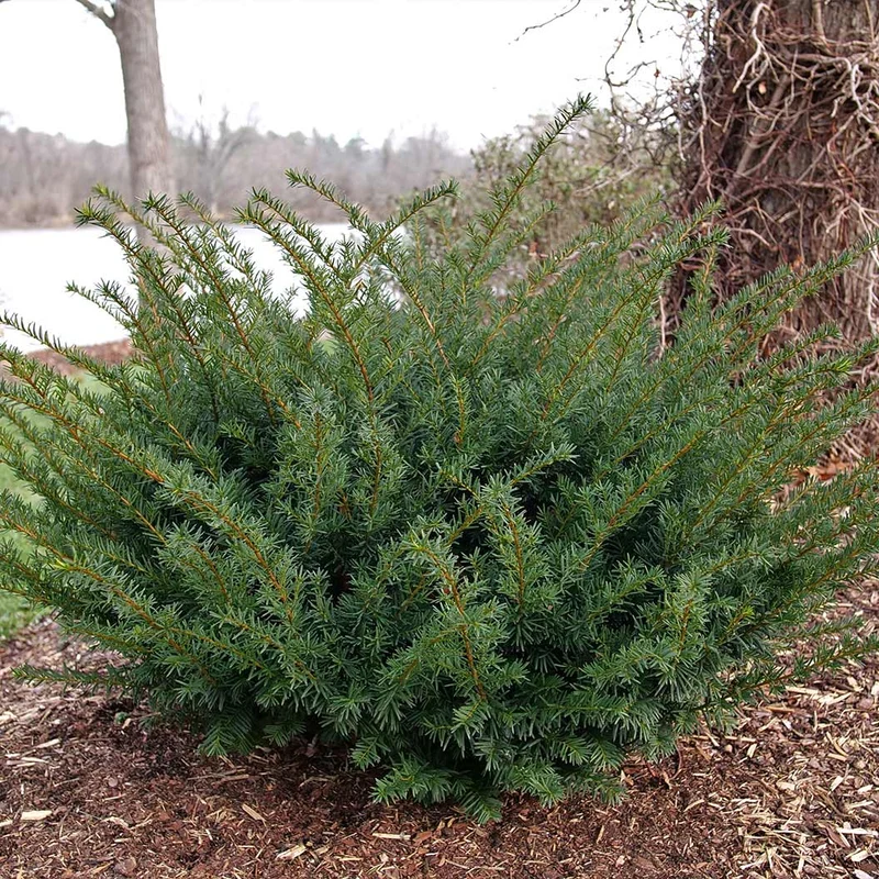 Proven Winners® Stonehenge Dark Druid® Yew
