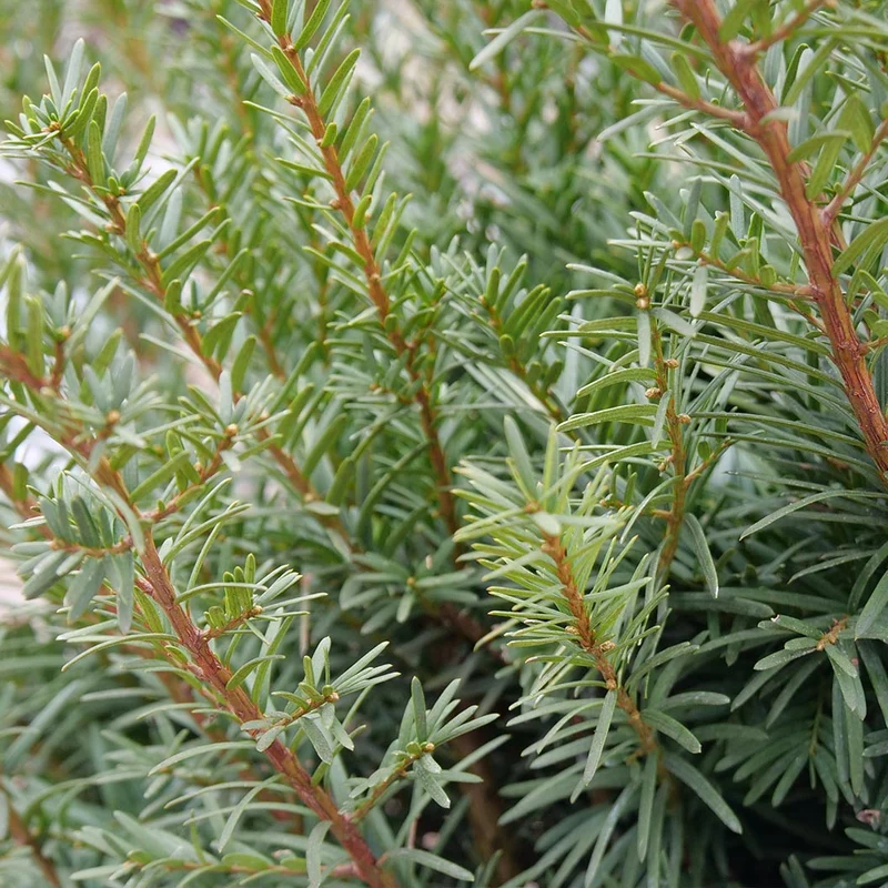 Proven Winners® Stonehenge Dark Druid® Yew
