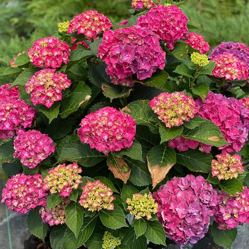 Proven Winners® Wee Bit Grumpy® Hydrangea
