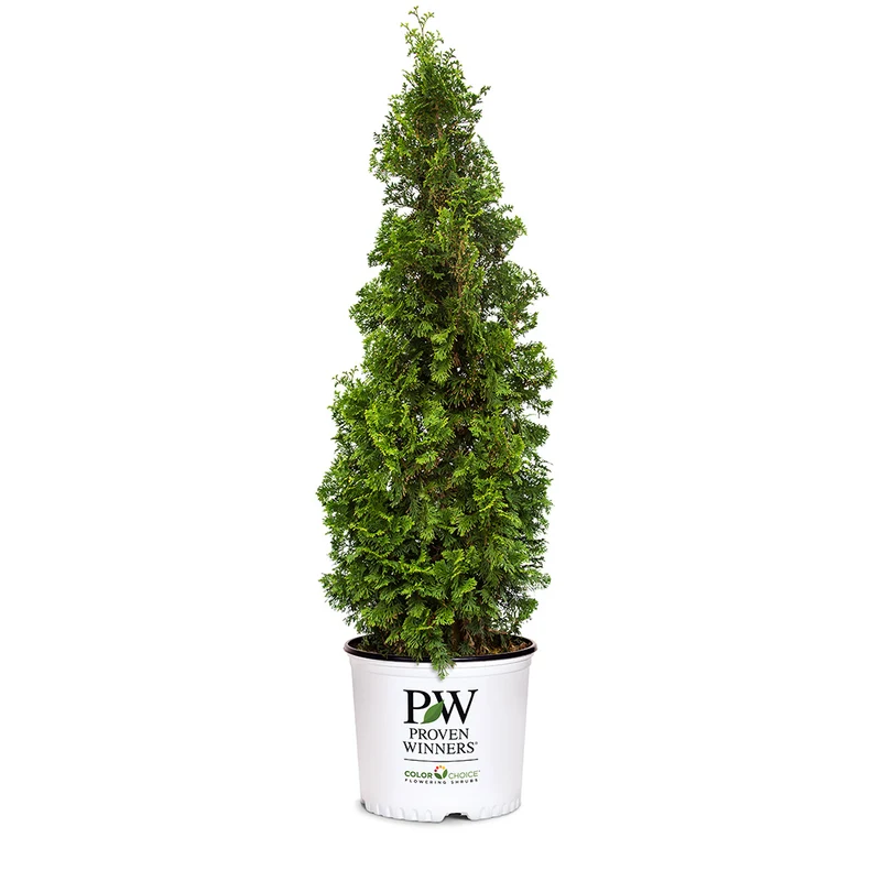 Proven Winners® Sting® Arborvitae