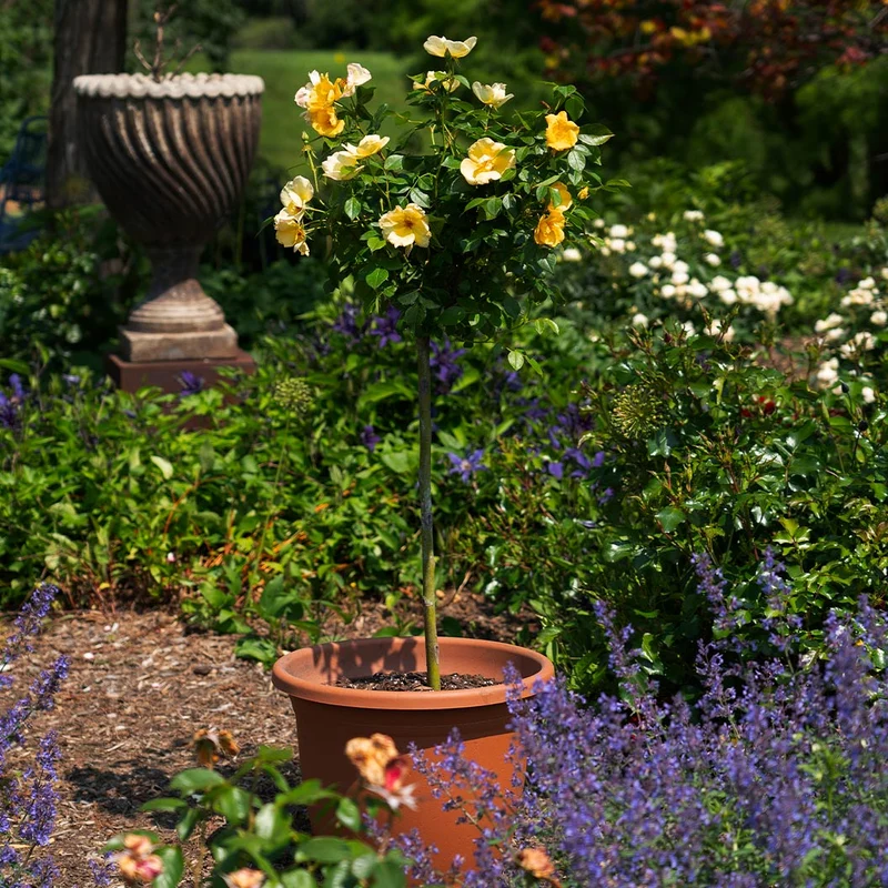 Easy Bee-zy Knock Out® Rose Tree