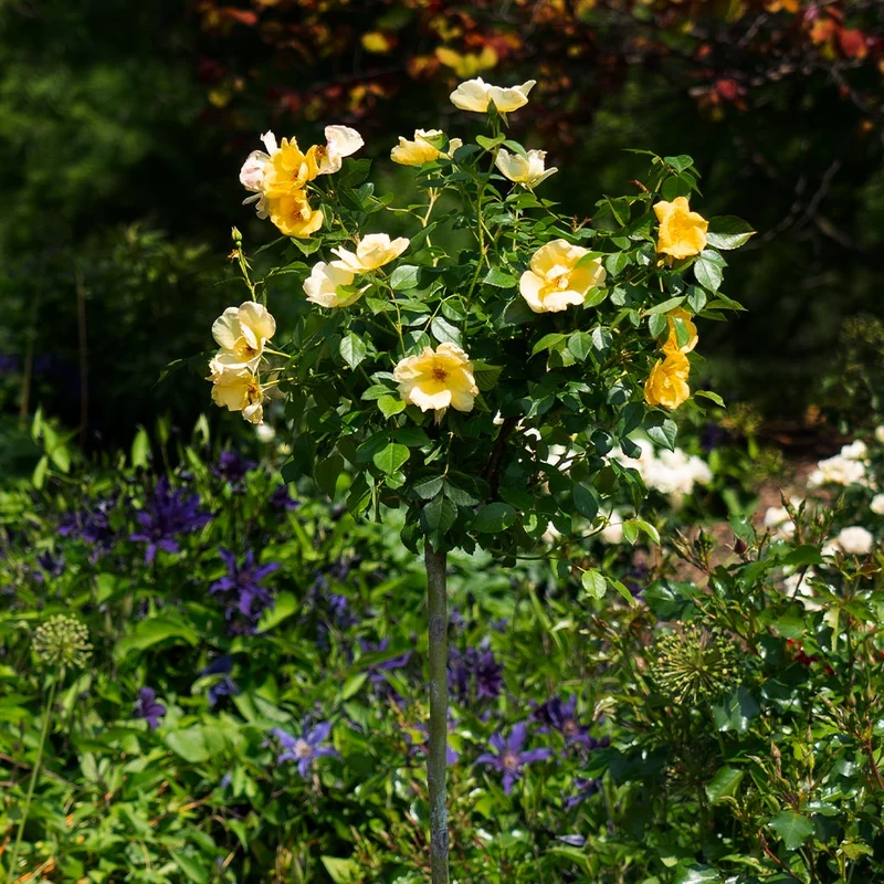 Easy Bee-zy Knock Out® Rose Tree