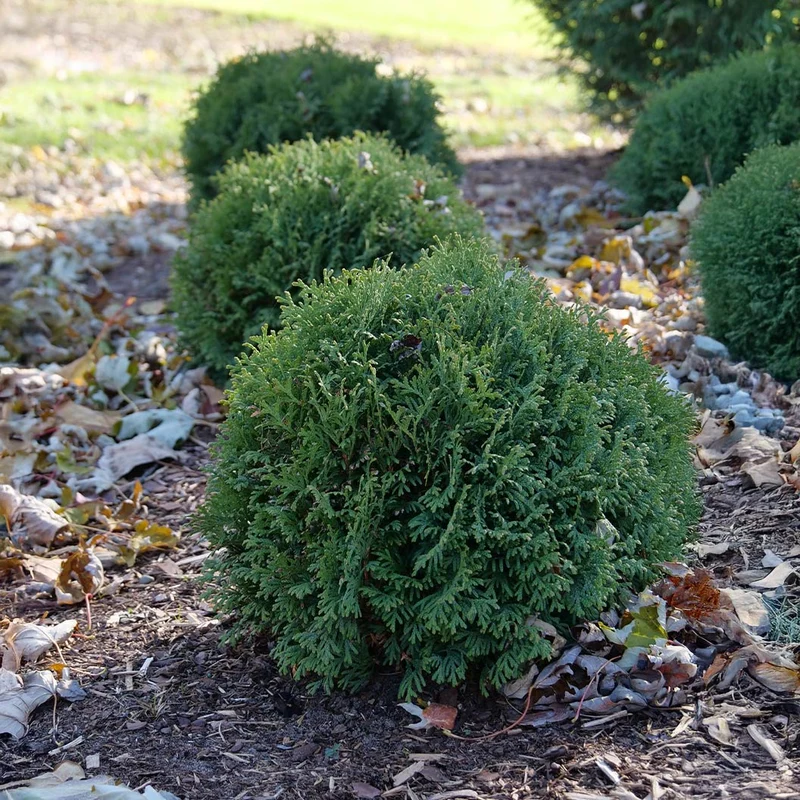 Proven Winners® Tater Tot® Arborvitae