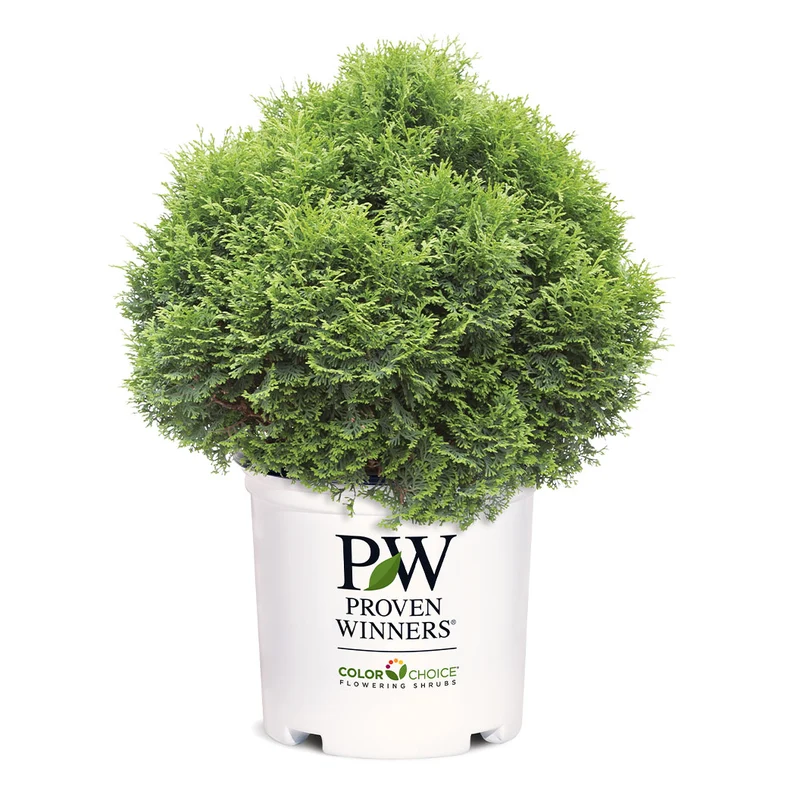 Proven Winners® Tater Tot® Arborvitae
