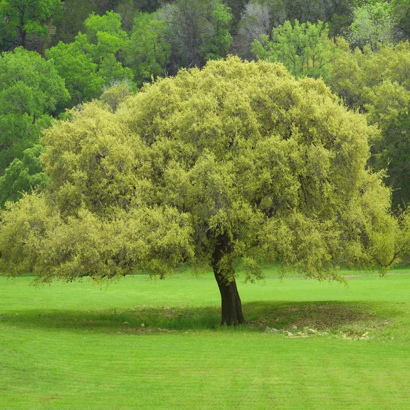 Joan Lionetti Texas Live Oak Tree