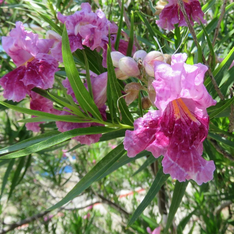 Bubba Jones Desert Willow