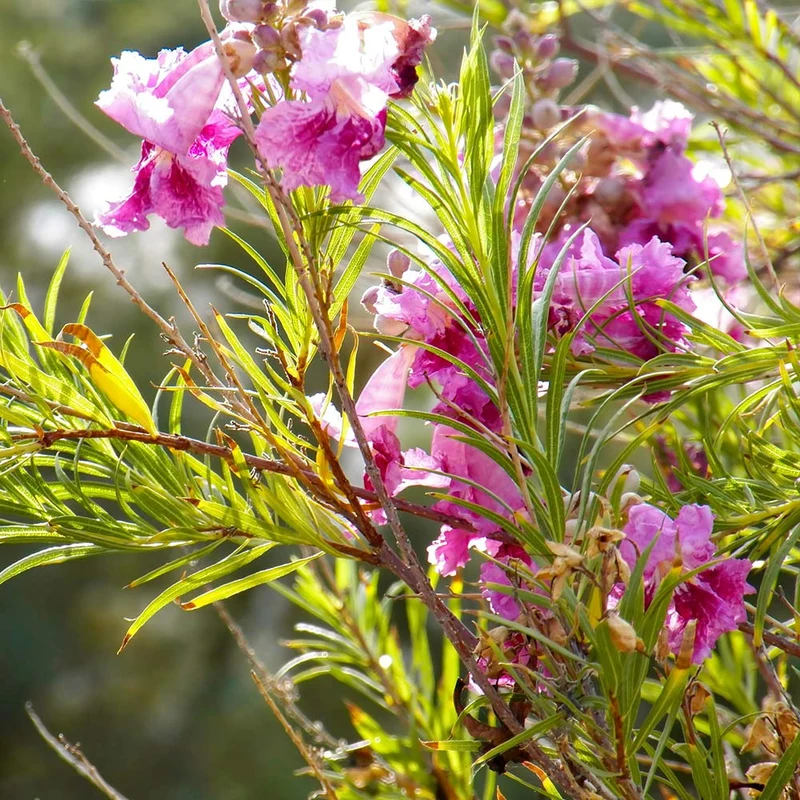 Bubba Jones Desert Willow