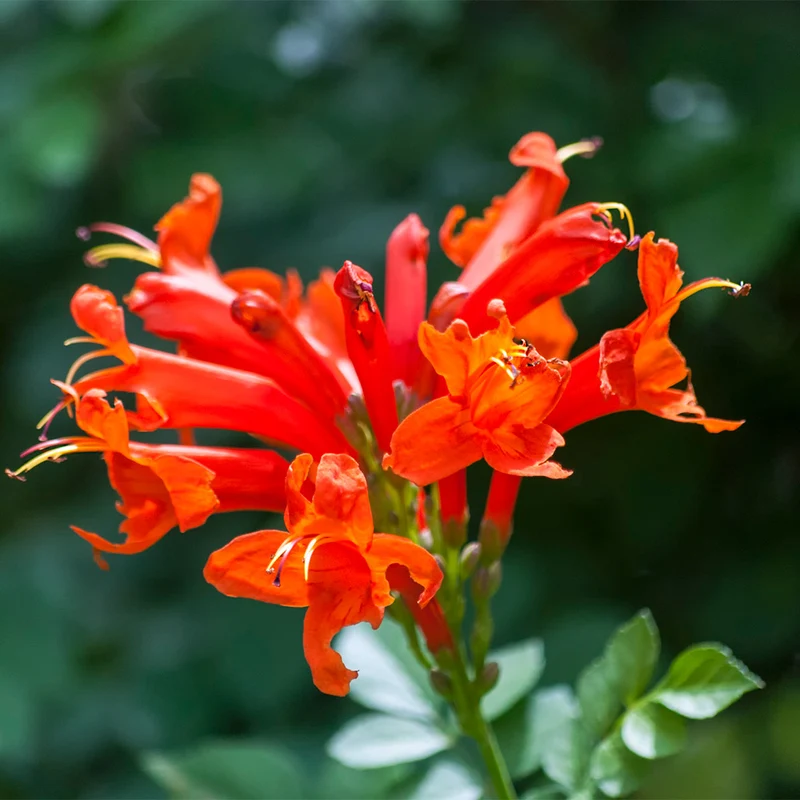 Cape Honeysuckle Vine