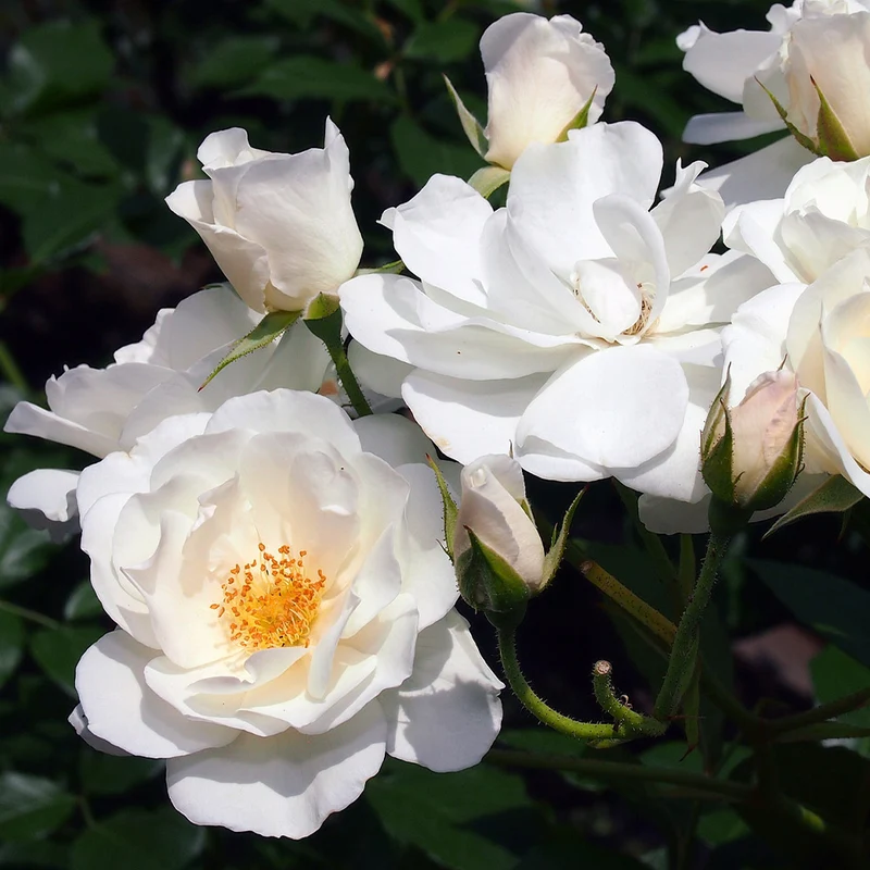 Iceberg Rose Bush
