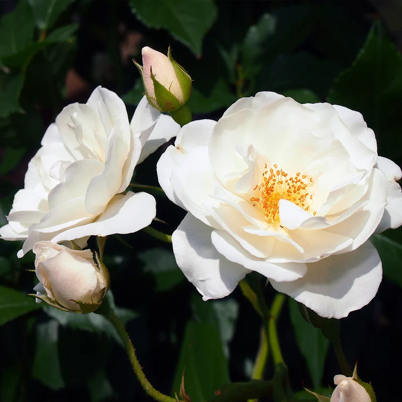 Iceberg Rose Bush