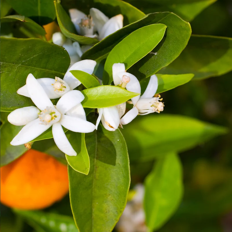 Pixie Mandarin Tree