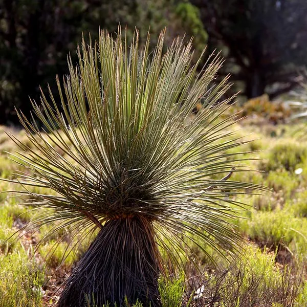 Desert Spoon Shrub