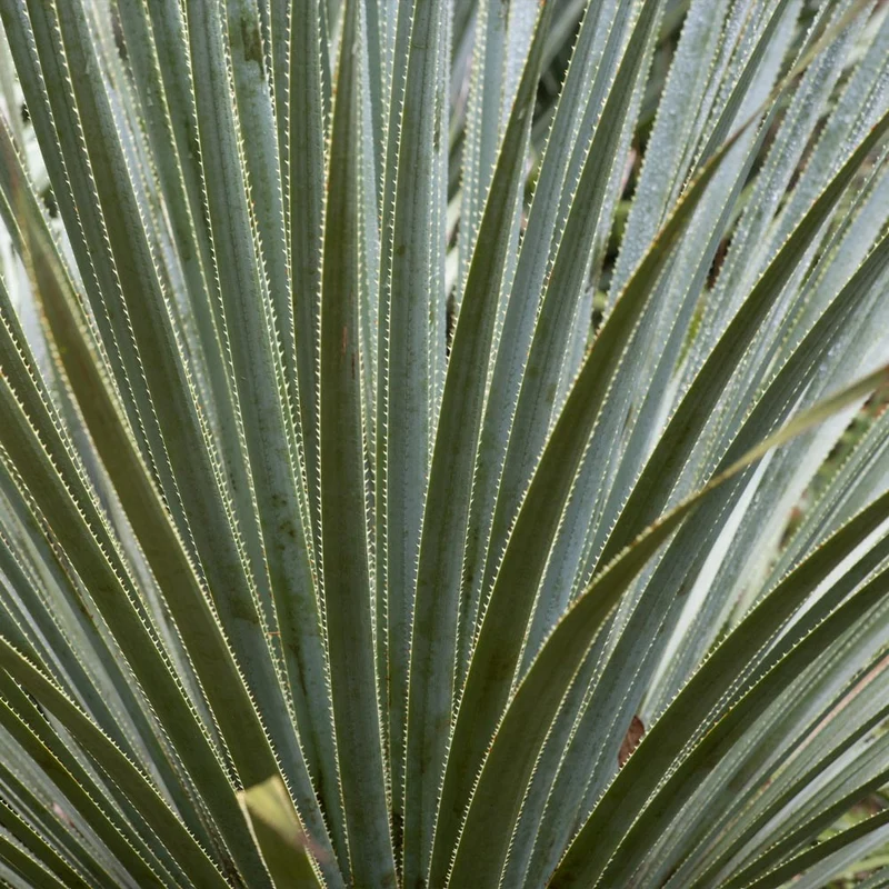 Desert Spoon Shrub