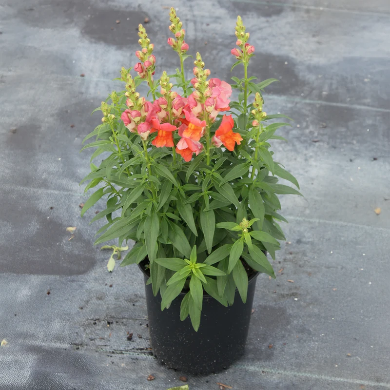 Speedy Sonnet Bronze Snapdragon